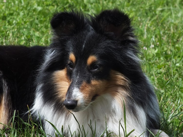 Шотландская овчарка шелти