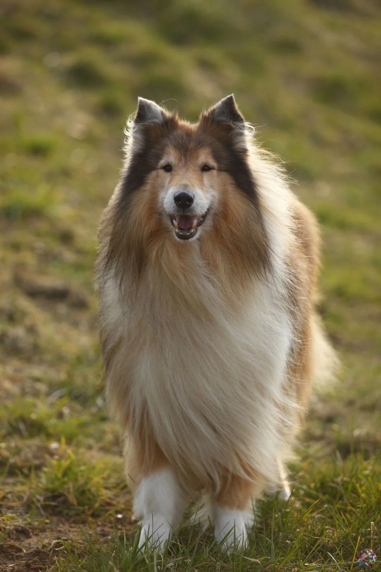 Колли собака короткошерстная