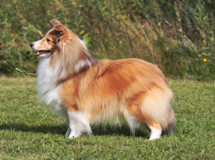 Шотландская колли