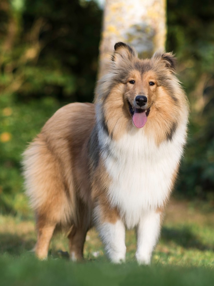 Шотландская овчарка шелти