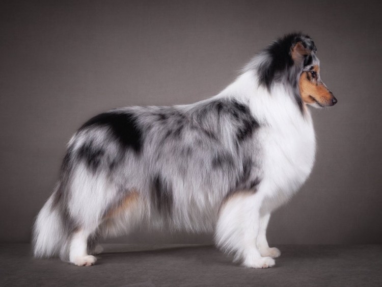 Шотландская колли старотипник