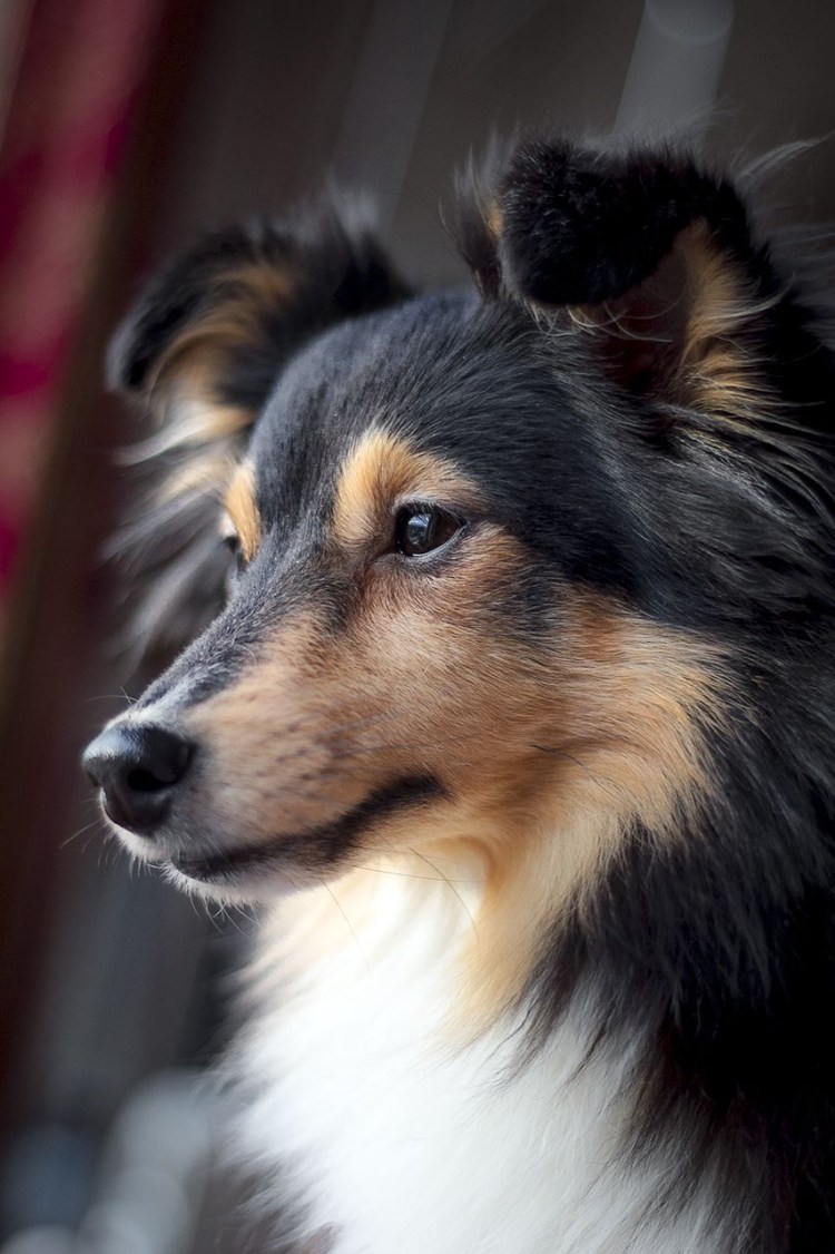 Уэльский колли