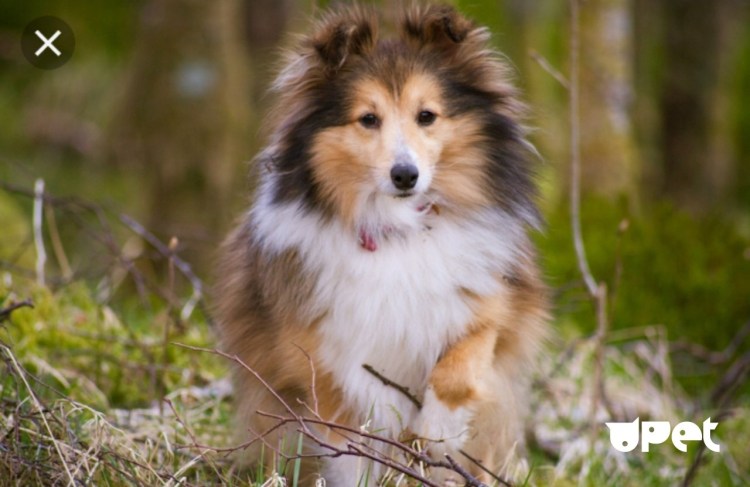 Шелти порода собак