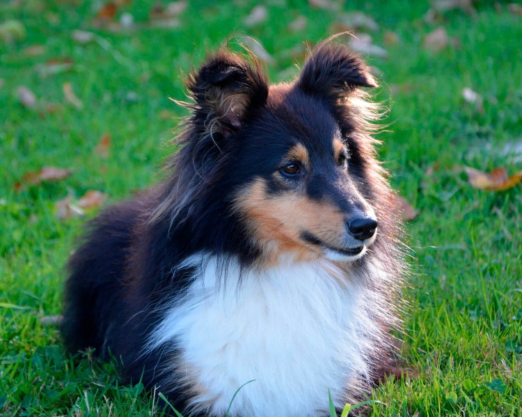 Шотландская колли