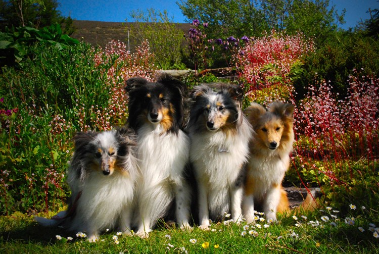 Щенок корги Шелби