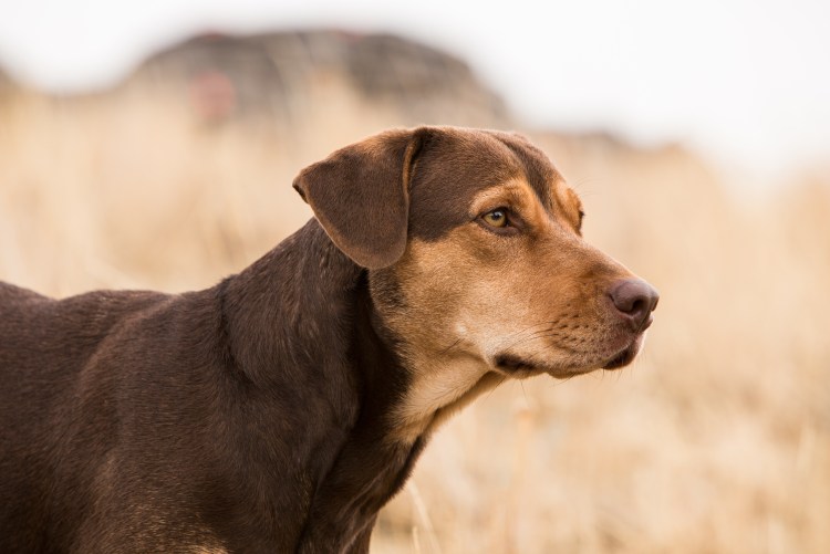 Колли зима фото
