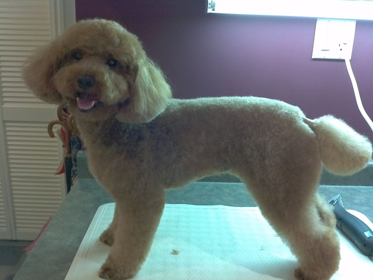 Стрижка пуделя мишка Тедди