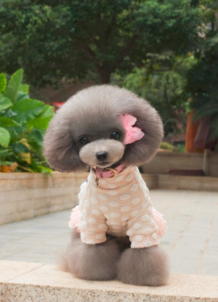 Скандинавский Лев