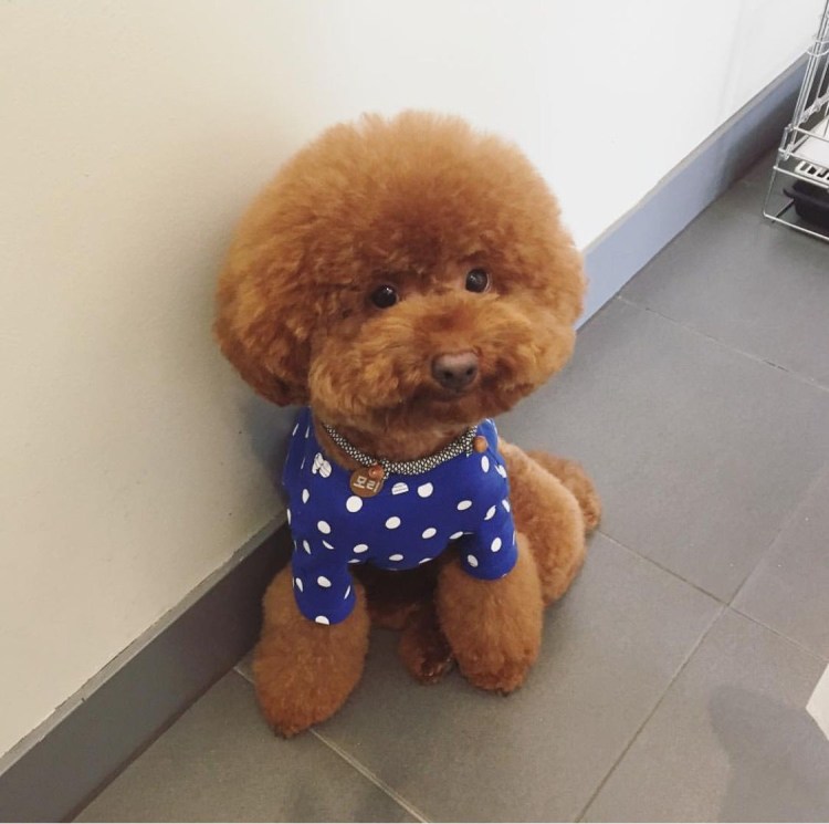 Пудель мини Холли