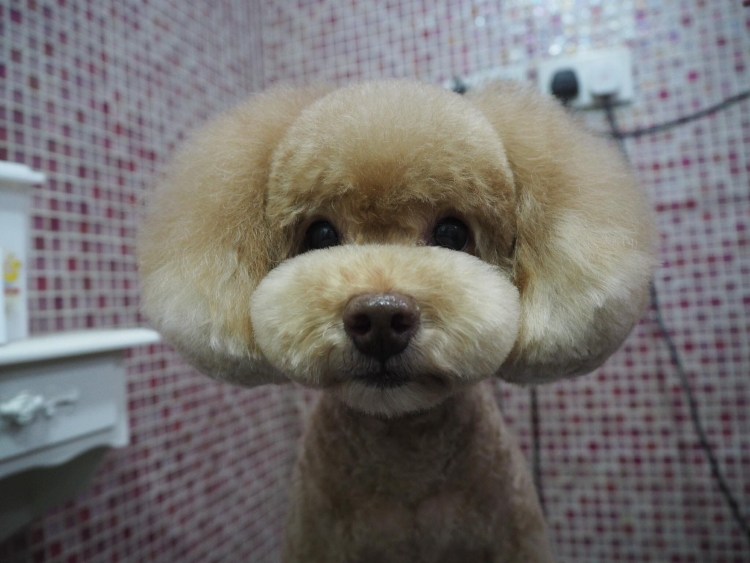 Карликовый пудель нестриженный