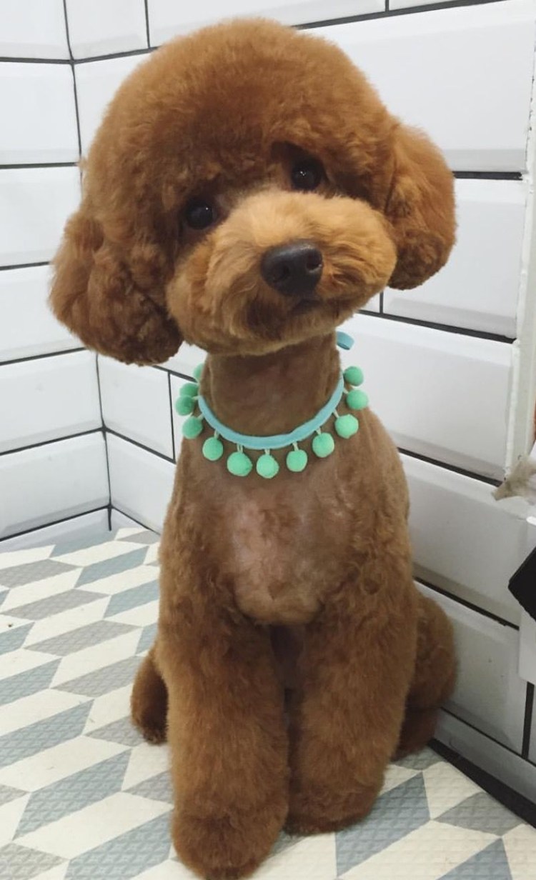 Стрижки Тедди дог