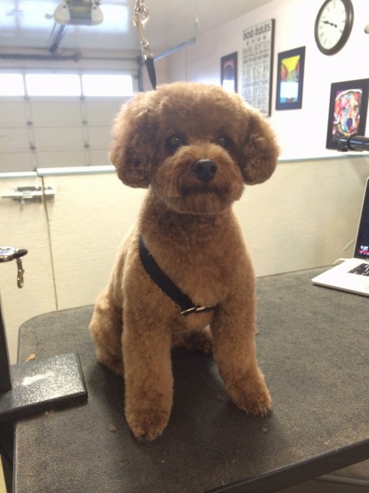 Карликовый пудель не стриженый