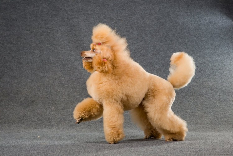 Пудель под мишку Тедди