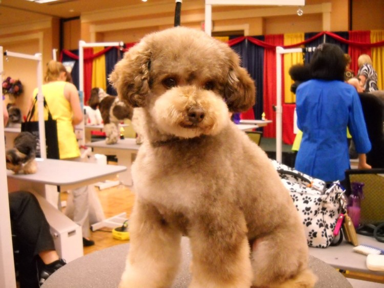 Собака с круглой стрижкой