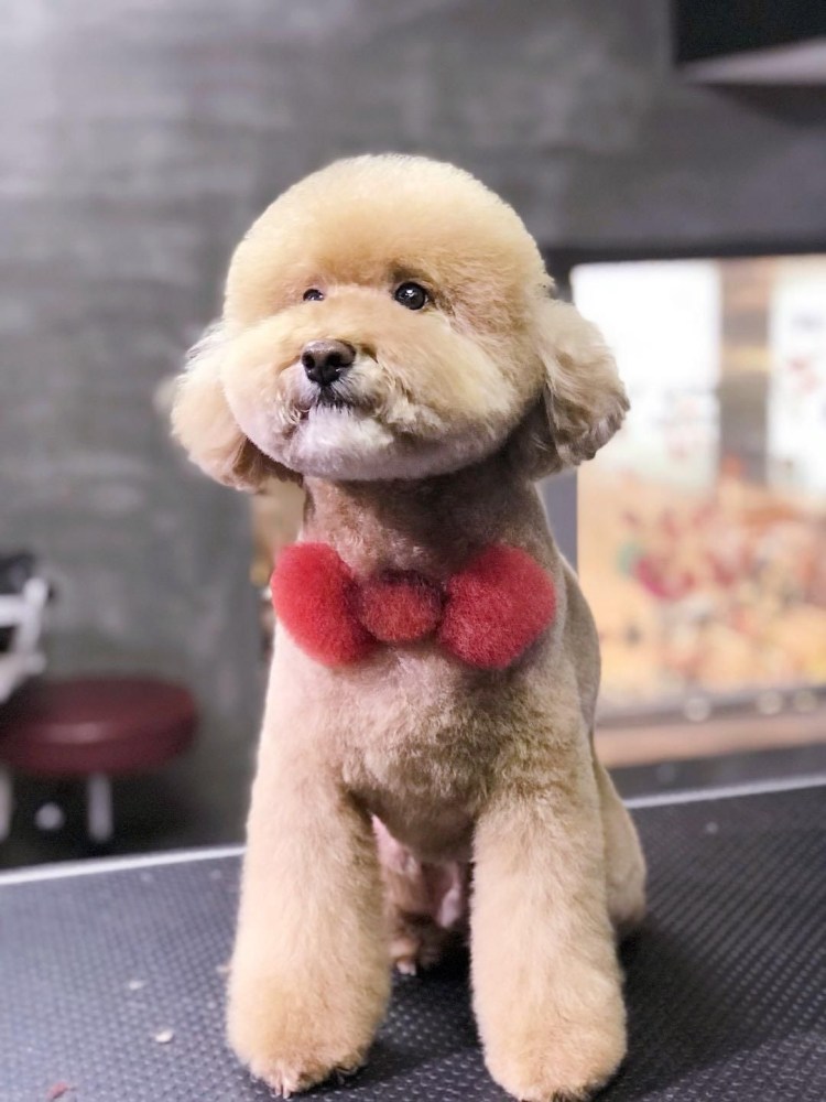 Пудель стрижка игрушечный Медвежонок
