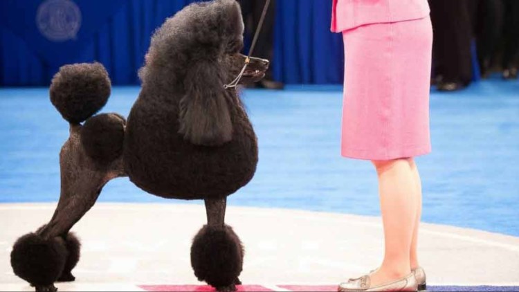 Большие Пудели в Японии порода