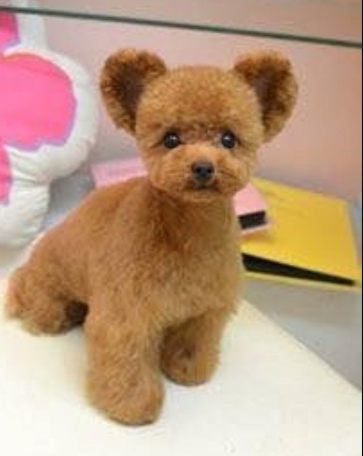 Стрижка Тедди карликовому пуделю