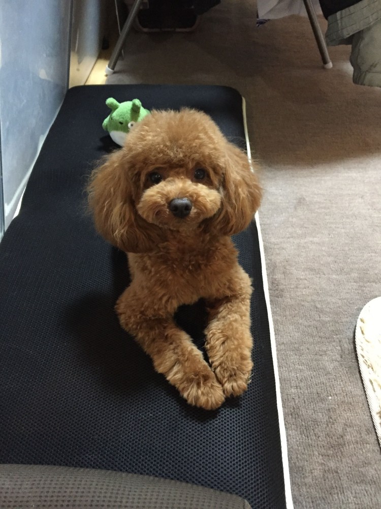 Подстриженный карликовый пудель