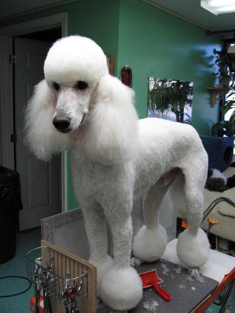 Карликовый пудель не стриданный