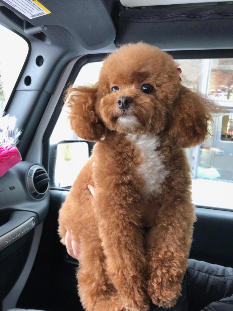 Пудель мальтипу