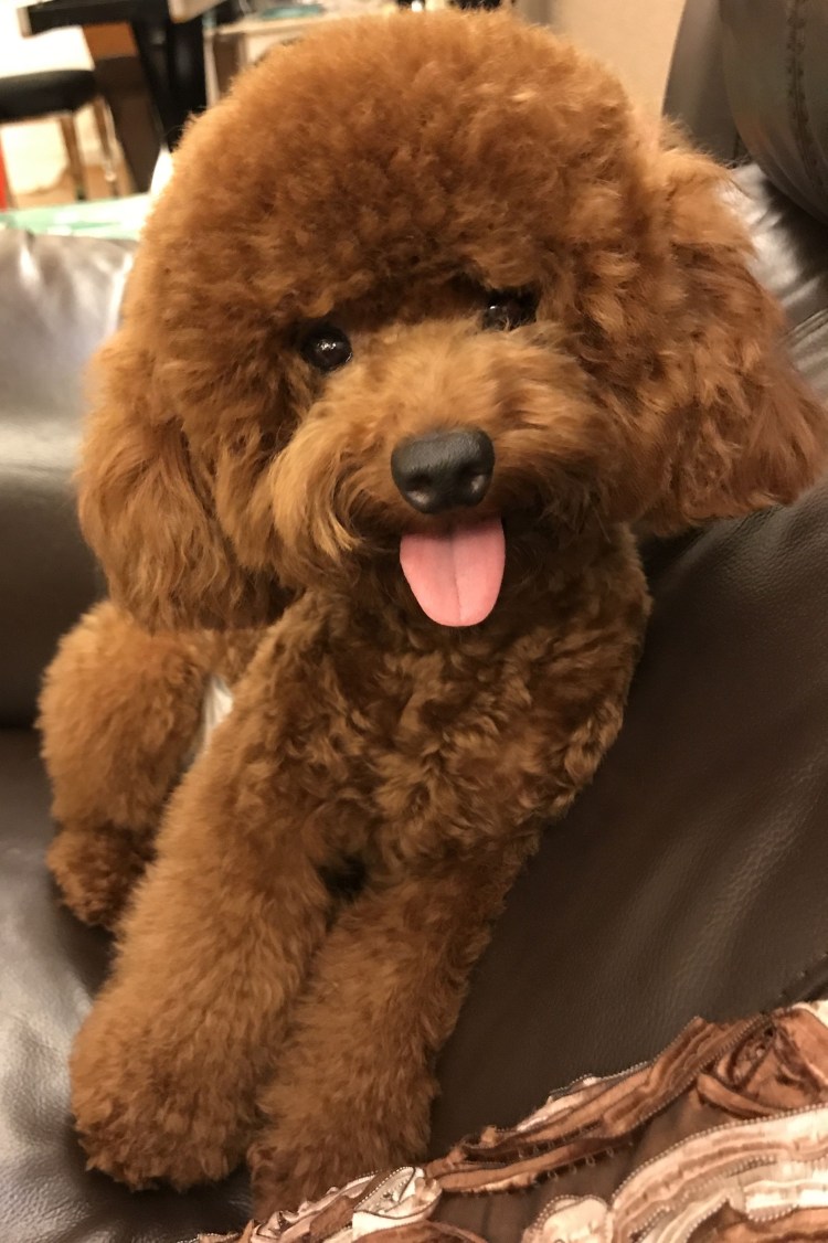 Пудель-Teddy Bear