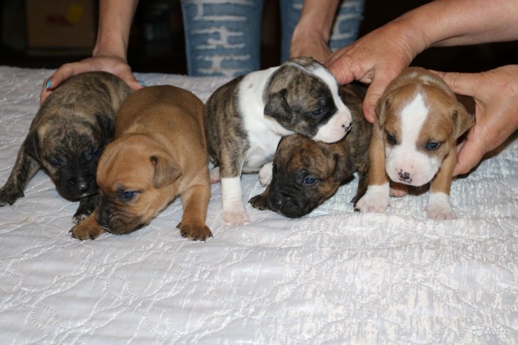 SZX 30 клеймо американский стаффордширский терьер