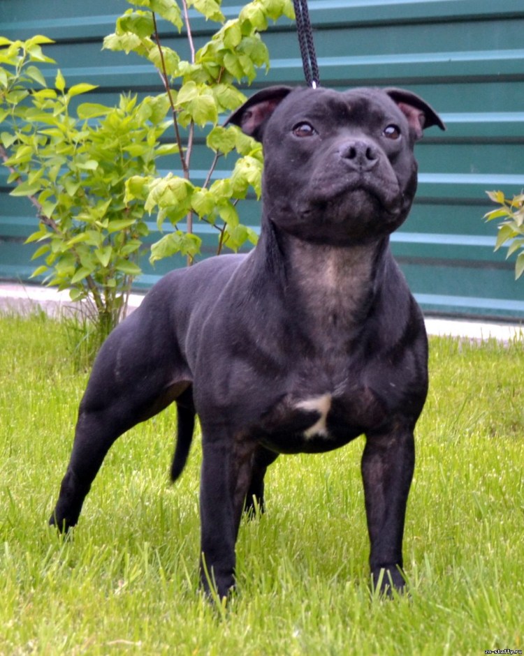 Французский стаффордширский бультерьер