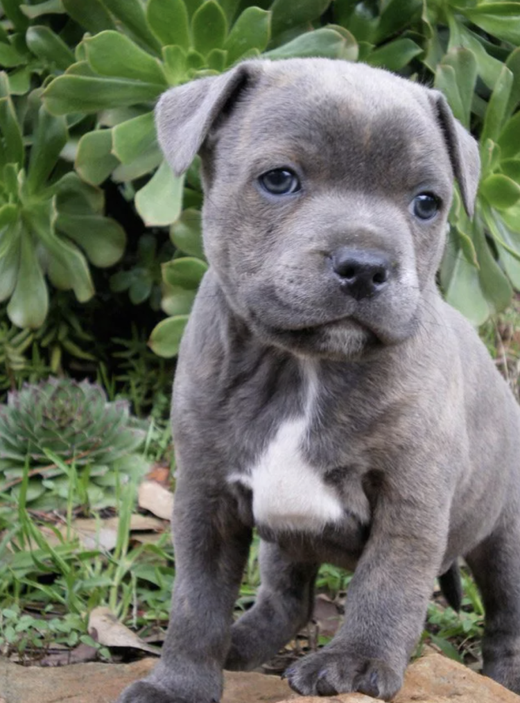 Американский питбультерьер щенки