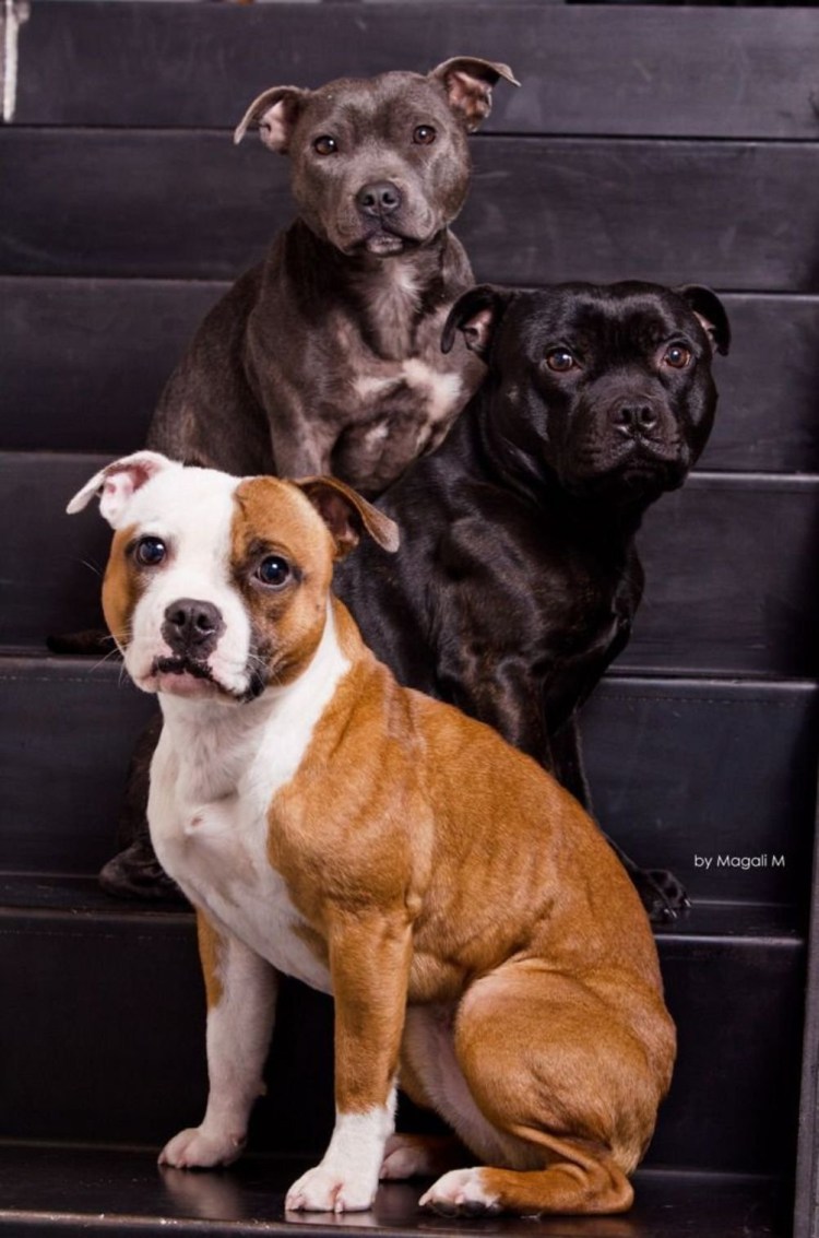 Стаффордширский бультерьер и американский стаффордширский терьер