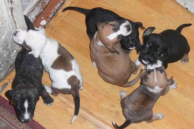 Империя стафф питомник собаки