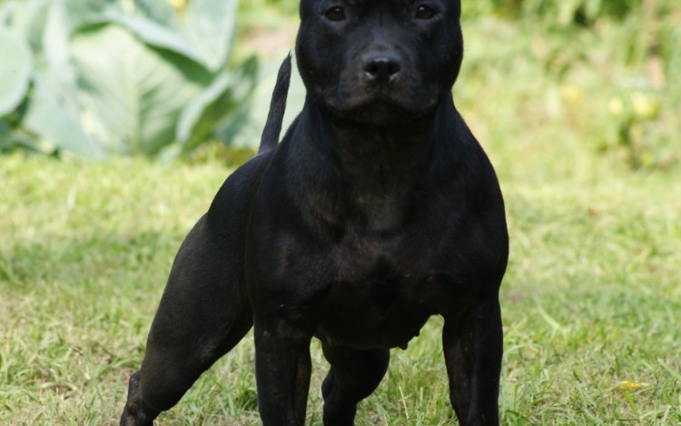 Банный комплекс бобры в Дрокино