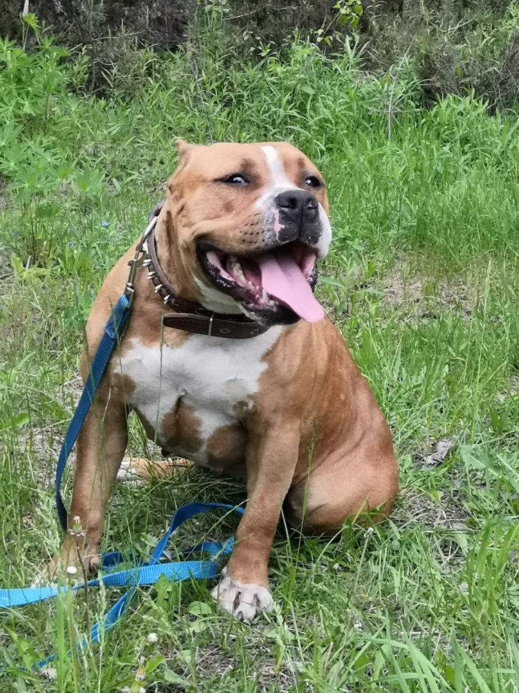 Американскийстафоршиский терьер