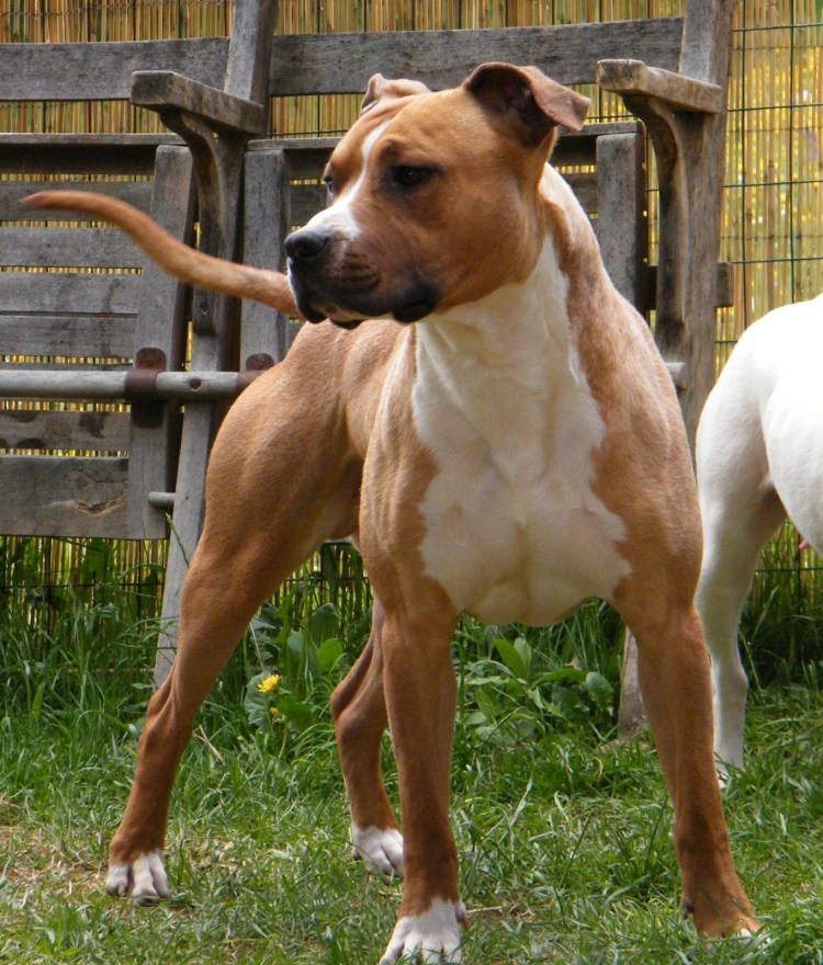 Стаф фашистский терьер