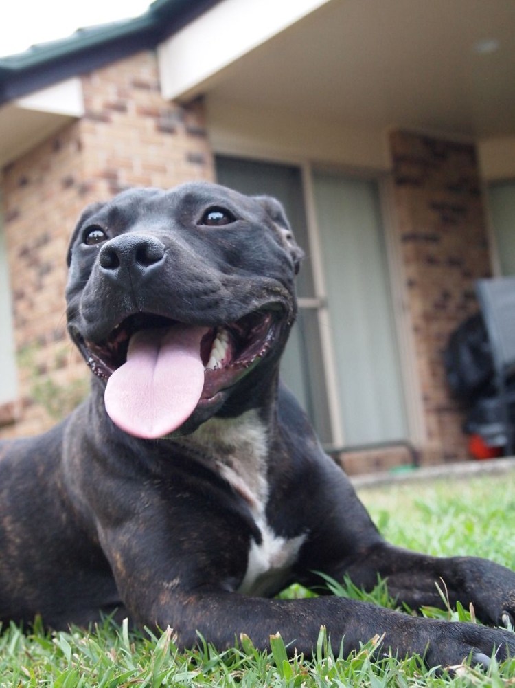 Бультерьер и стаффордширский терьер