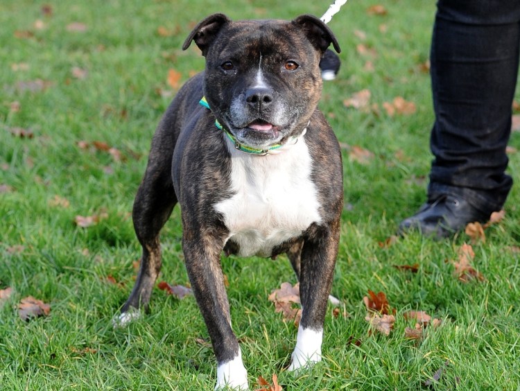 Стаффи Король терьер