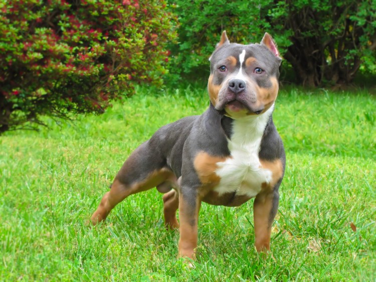 Стаффордширский терьер булли