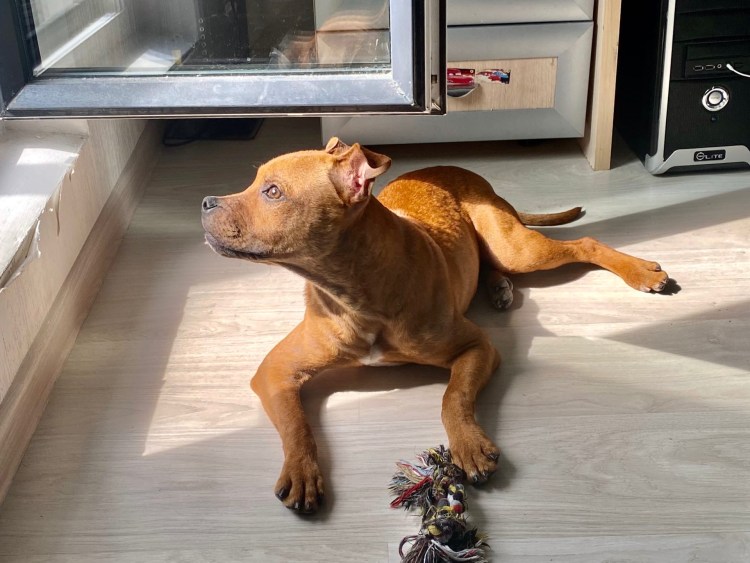 Щенок бультерьра 30дневный