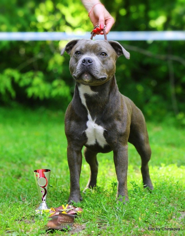 Американский питбуль улыбается