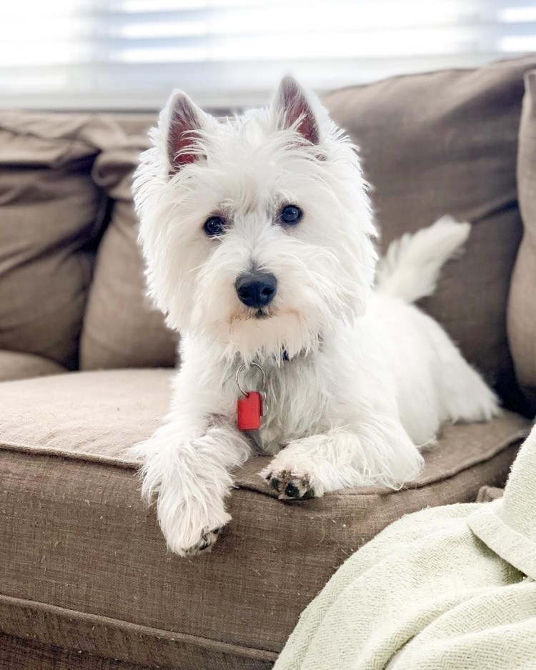 Вест Халин Вайт терьер