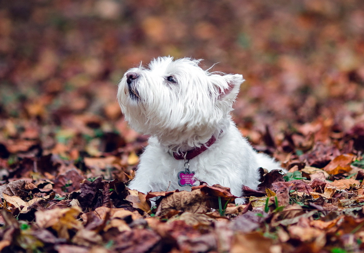 Белый терьер Вест хайленд
