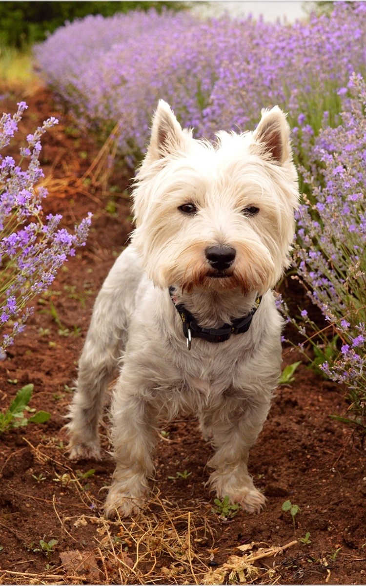 Вест хайленд Вайт терьер