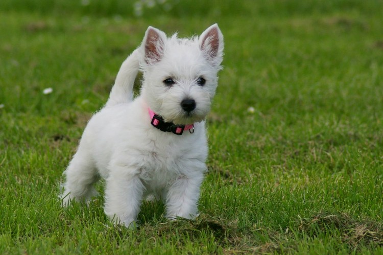 Вест хайленд Вайт терьер