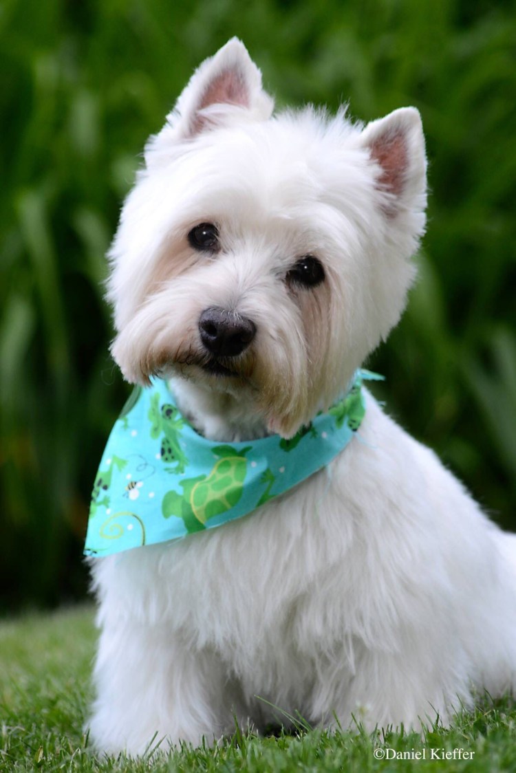 Вай хайленд Уайт терьер