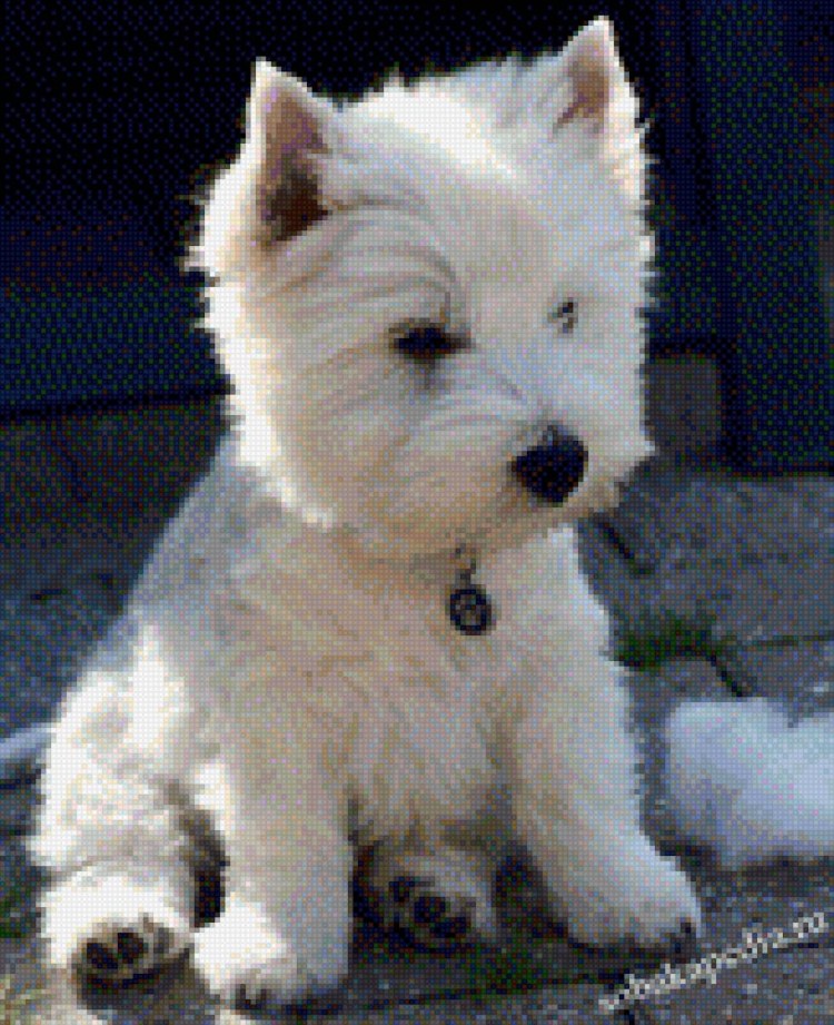 Вест хайленд Уайт