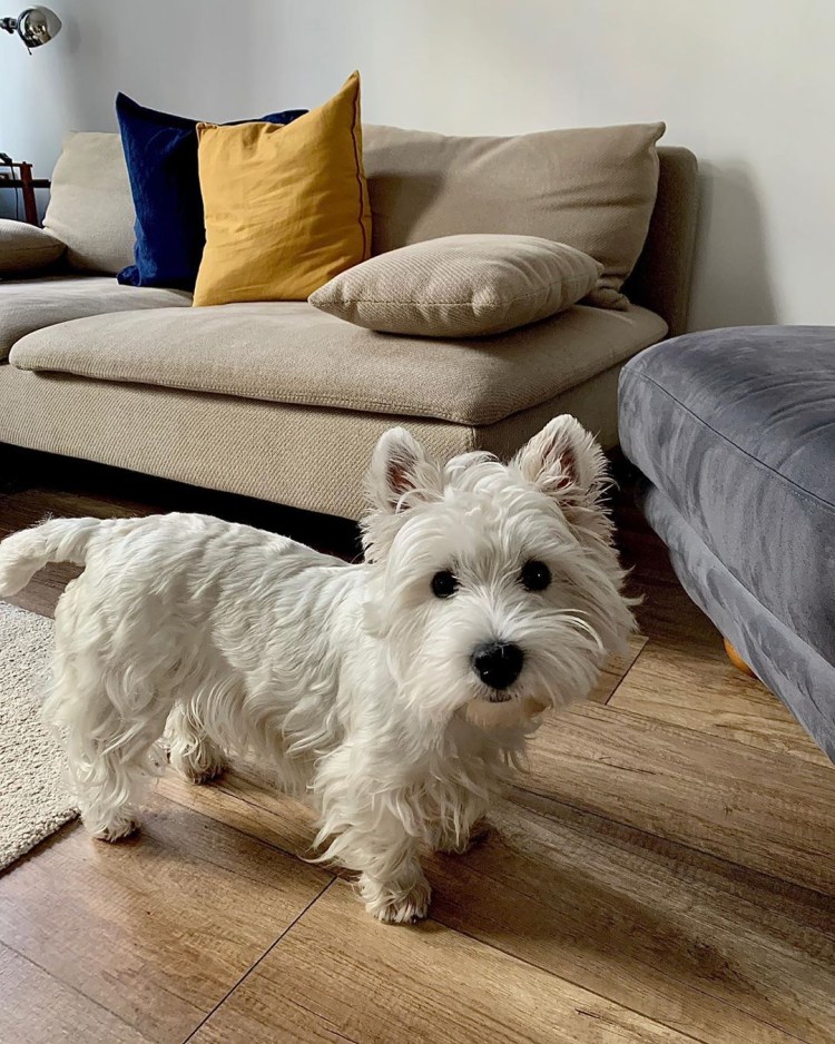 Вечтхайленд Вайт терьер