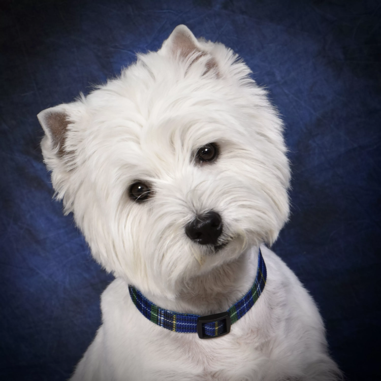 Весхайлень Дайт терьер