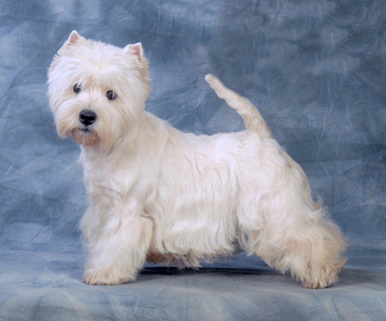 Собака Вест хайленд Уайт терьер