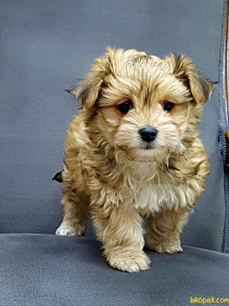 Взрослые собаки Морки фото