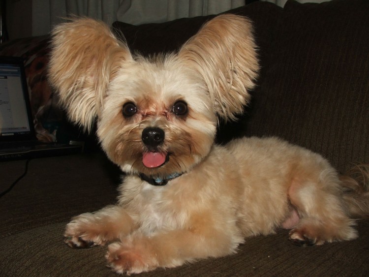 Морки собака