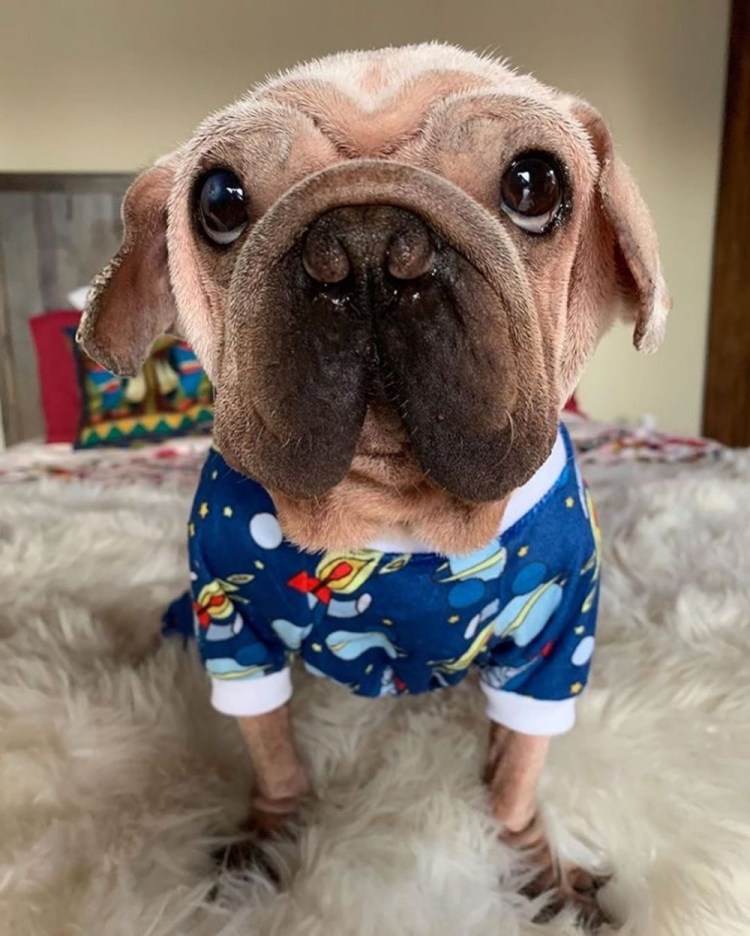 Йоркширский терьер мини в одежде